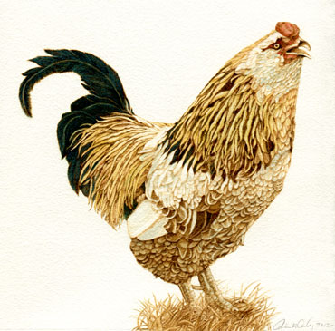uncle tom the rooster