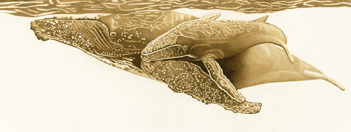 humpback whales