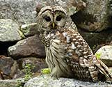 barred owl 2a