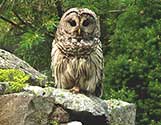 barred owl 2c