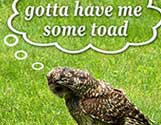 barred owl toads