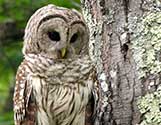 barred owl tree