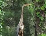 Heron rooftop