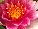 lily pad