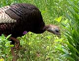 Tilly the Turkey