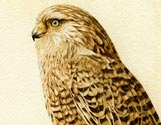 African Kestrel