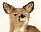Apple Deer