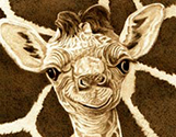 Baby Giraffe