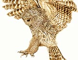 Barred Owl Landing
