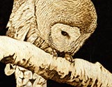 Barred Owl Prowl