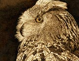 Big Mama Owl