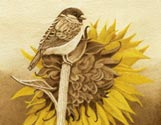 Bird Sunflower