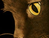 Black Cat 2