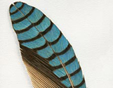 Blue Jay Feather