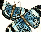 Blue Butterflies