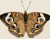 Common Buckeye