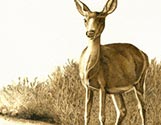 Deer at Dawn