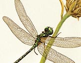 Dragonfly Flower