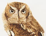 Eastern Screech Owl