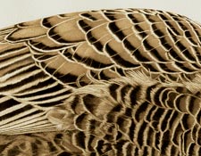 Feathers