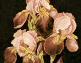 Iris Blooms