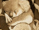 Koala Nap