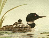 Loons Misty Lake