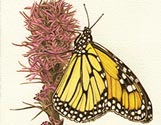 Monarch on Butterfly Bush