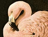 Pink Flamingo