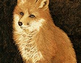 Red Fox Portrait