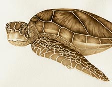Sea Turtle#2
