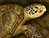 Green Sea Turtle