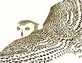Snowy Owl in Flight