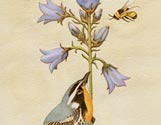 Springtime Bird and Bee