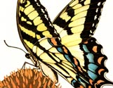 Swallowtail Butterfly