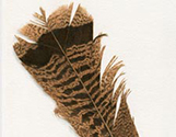 Turkey Feather