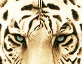 White Tiger