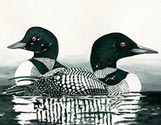 Blue Loons