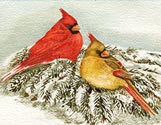 Cardinal Couple #1