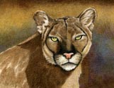 Cougar Emerald Eyes