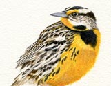 Eastern Meadowlark