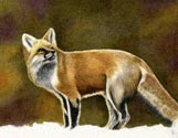Fox in the Woods