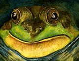 Frog Face