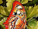 Golden Butterfly