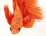 Fancy Goldfish