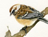 House Sparrow