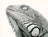 Day of the Iguana