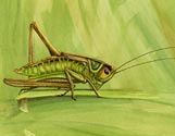 Katydid #1