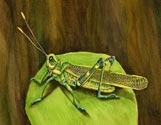 Katydid #2