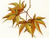 Maple Leaves